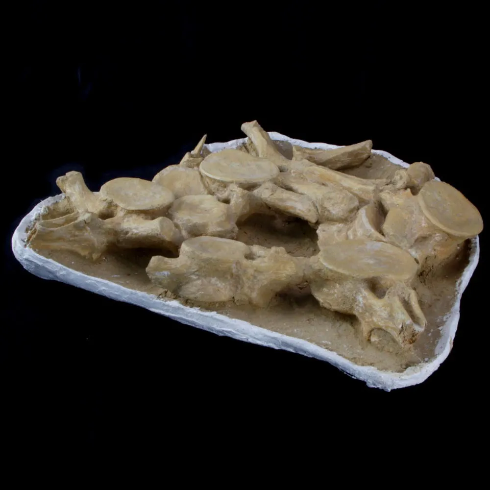 Plesiosaurus Dolichodeirus