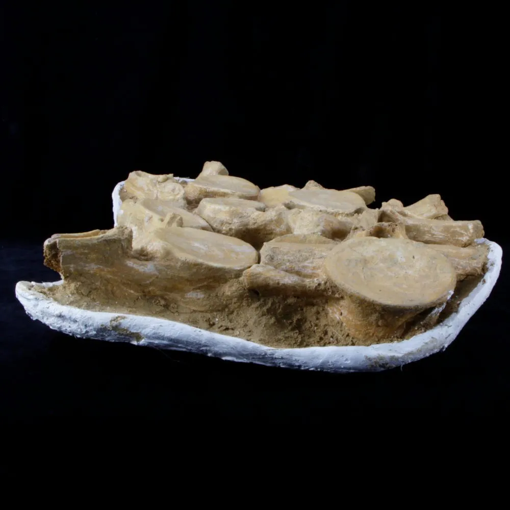 Plesiosaurus Dolichodeirus