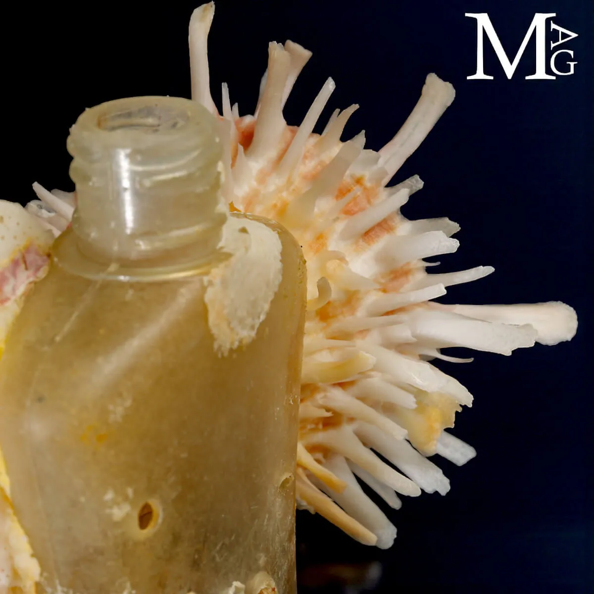 Reperto dell’Antropocene – Plastica e Vita Marina.