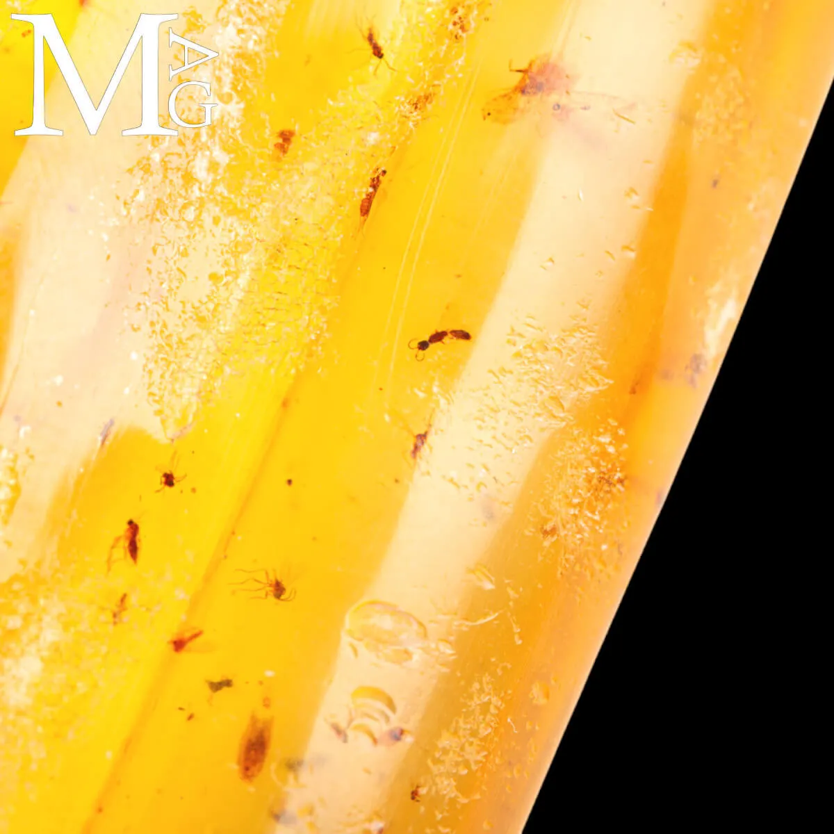 Copale fossile con insetti – Madagascar