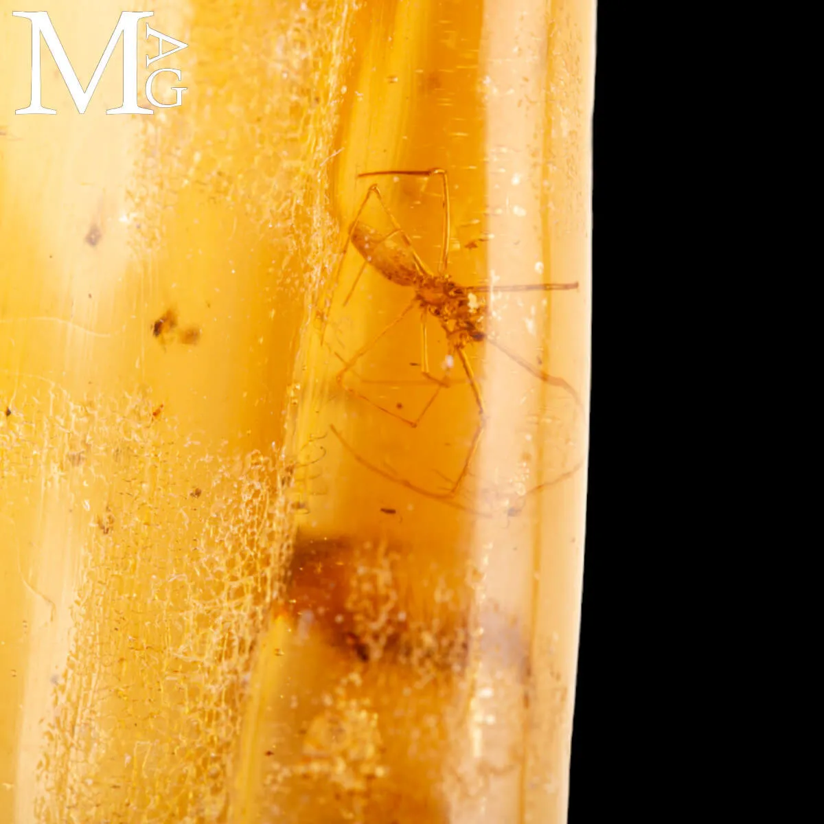 Copale fossile con insetti – Madagascar
