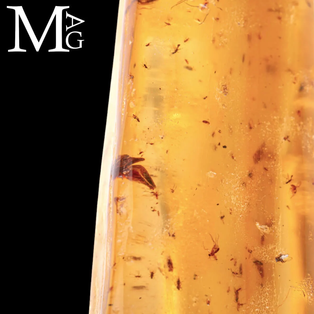 Copale fossile con insetti – Madagascar