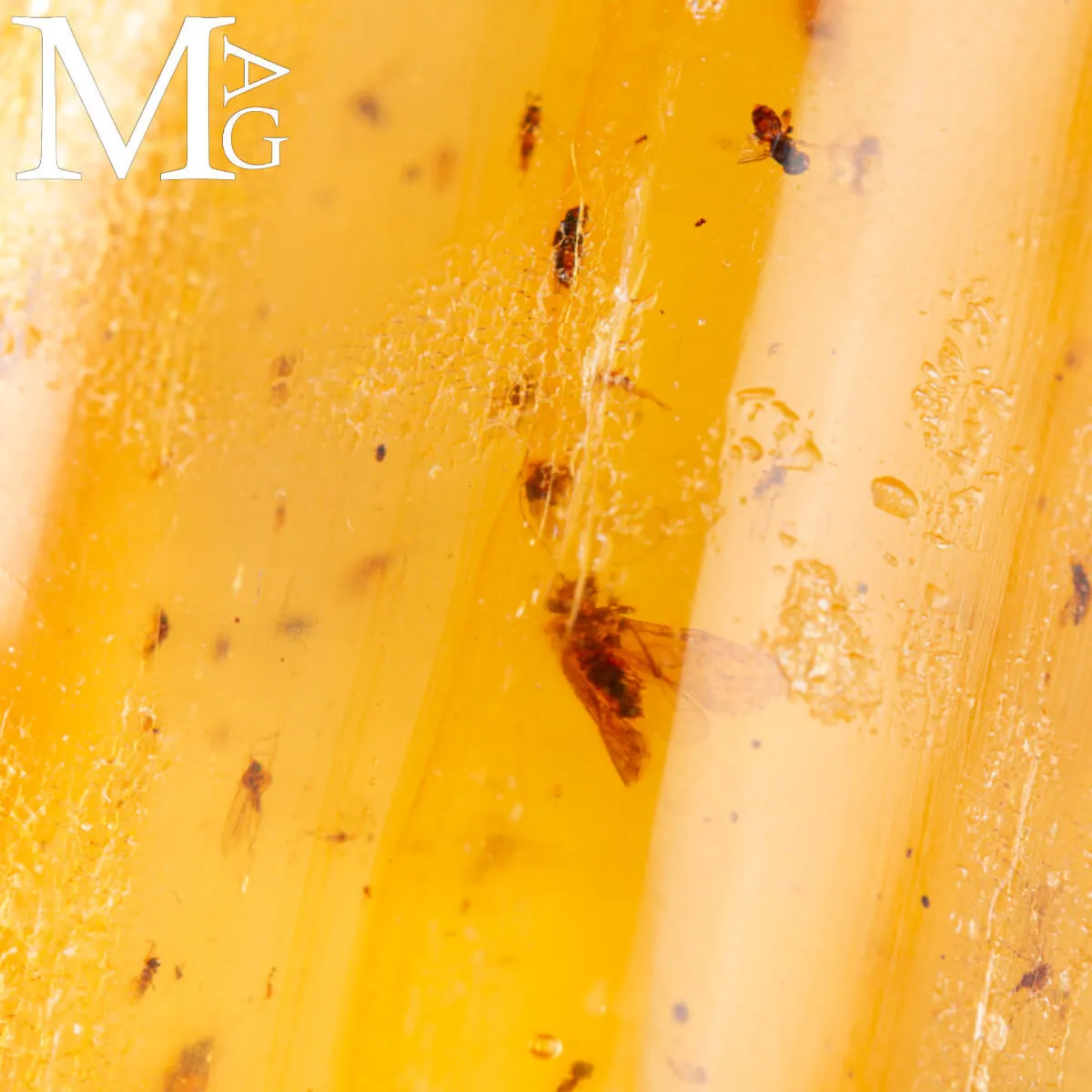 Copale fossile con insetti – Madagascar