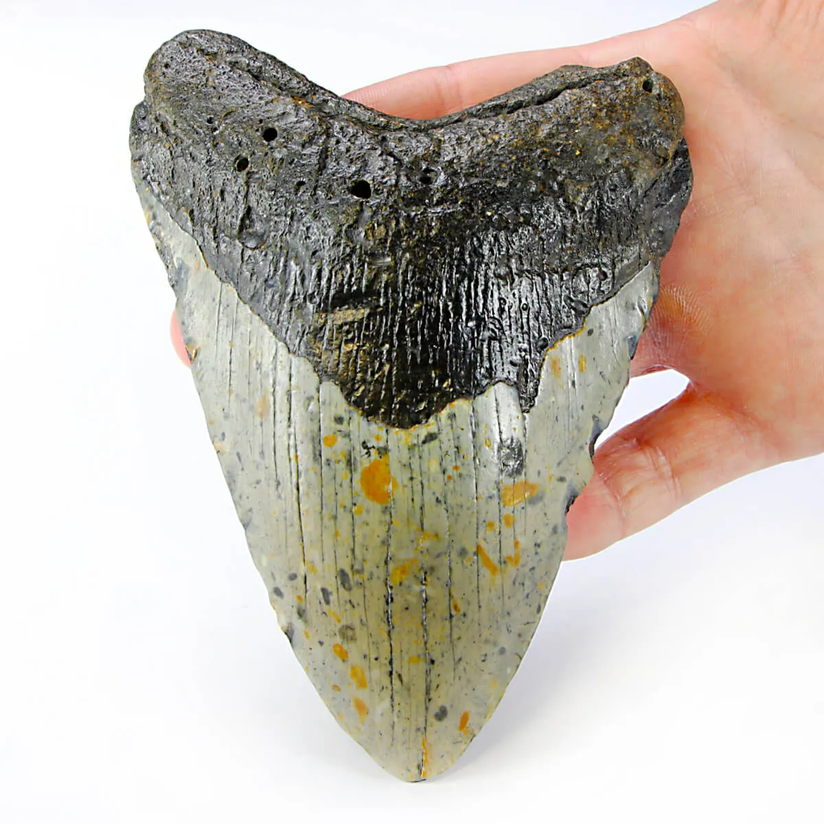 Dente di Megalodonte
