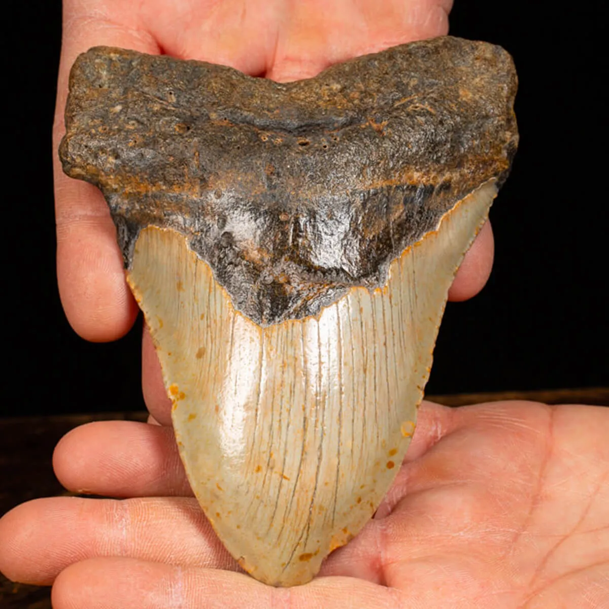 Dente di Megalodonte