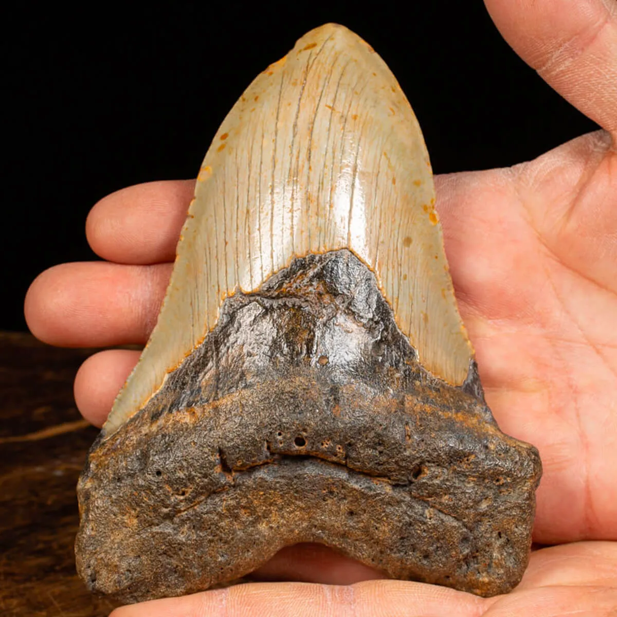 Dente di Megalodonte