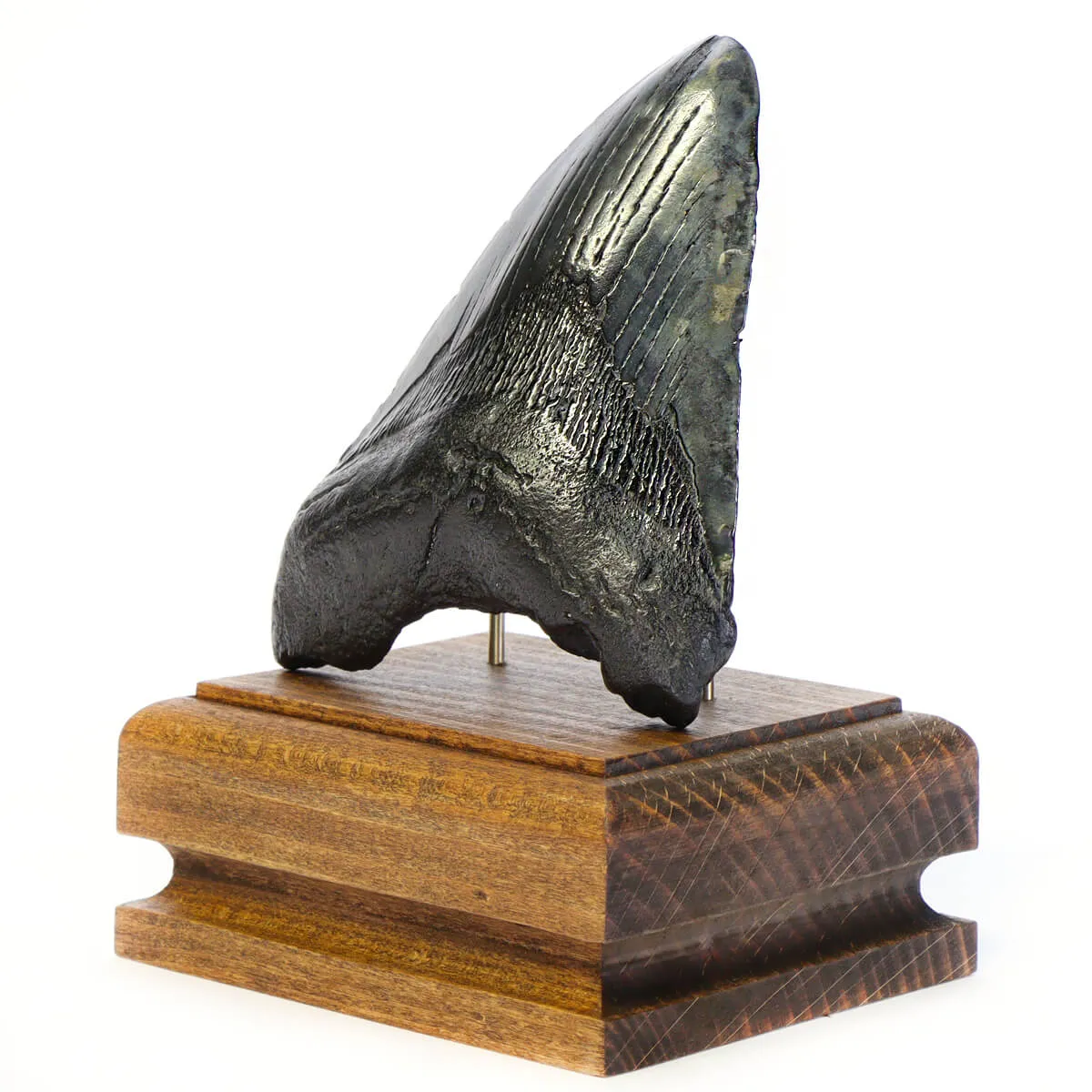 Dente di Megalodonte