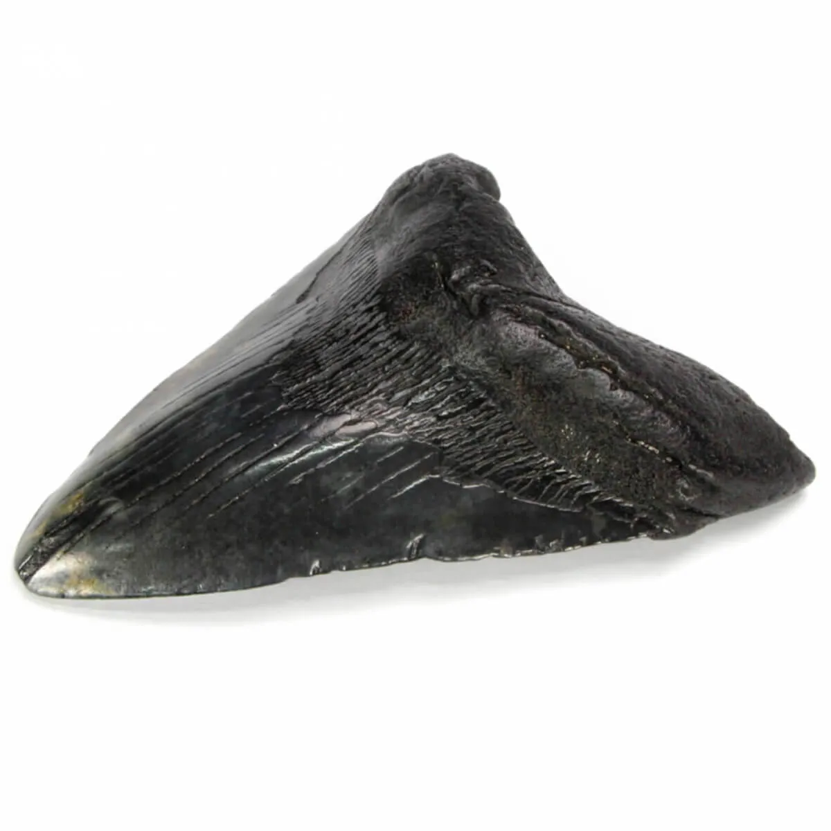 Dente di Megalodonte