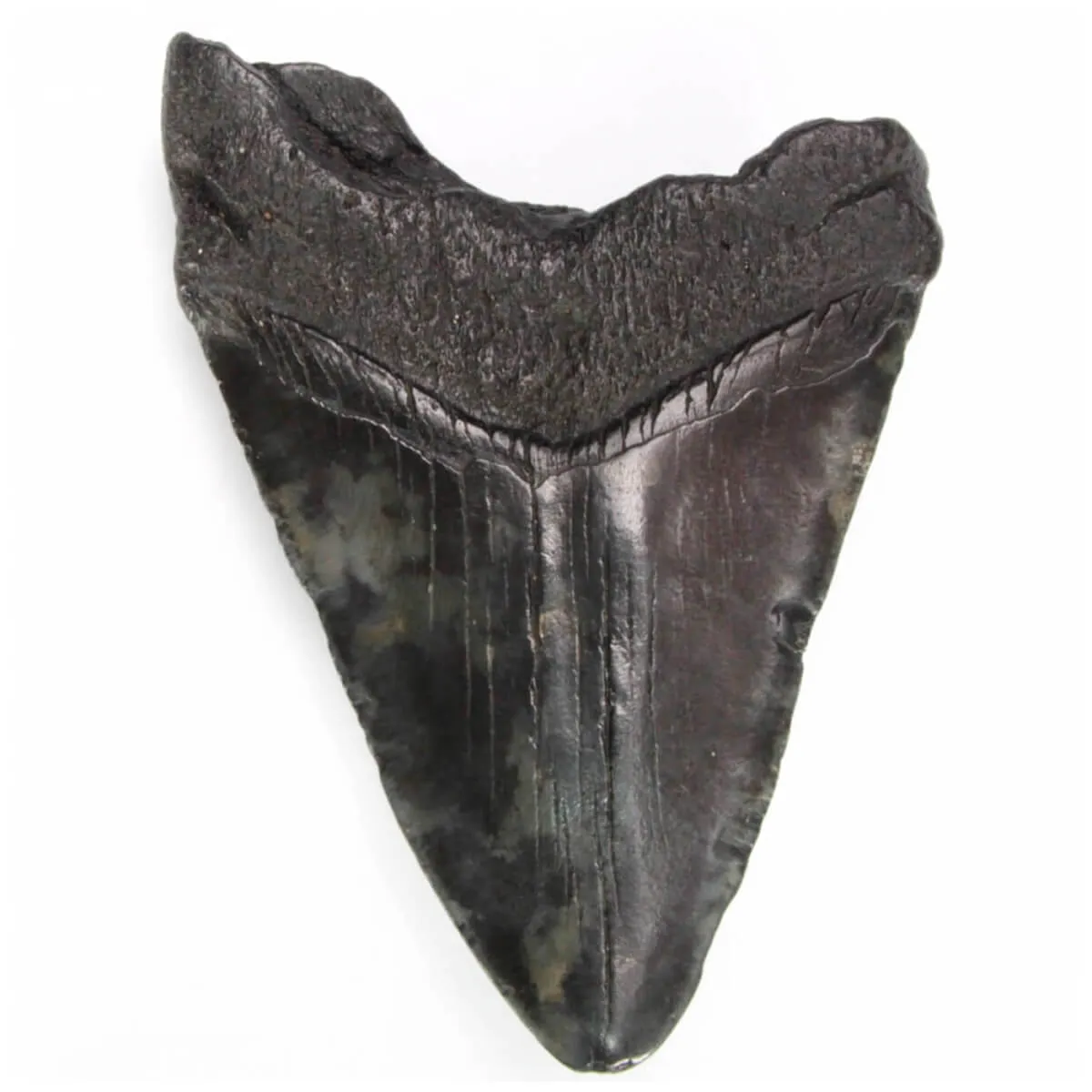 Dente di Megalodonte