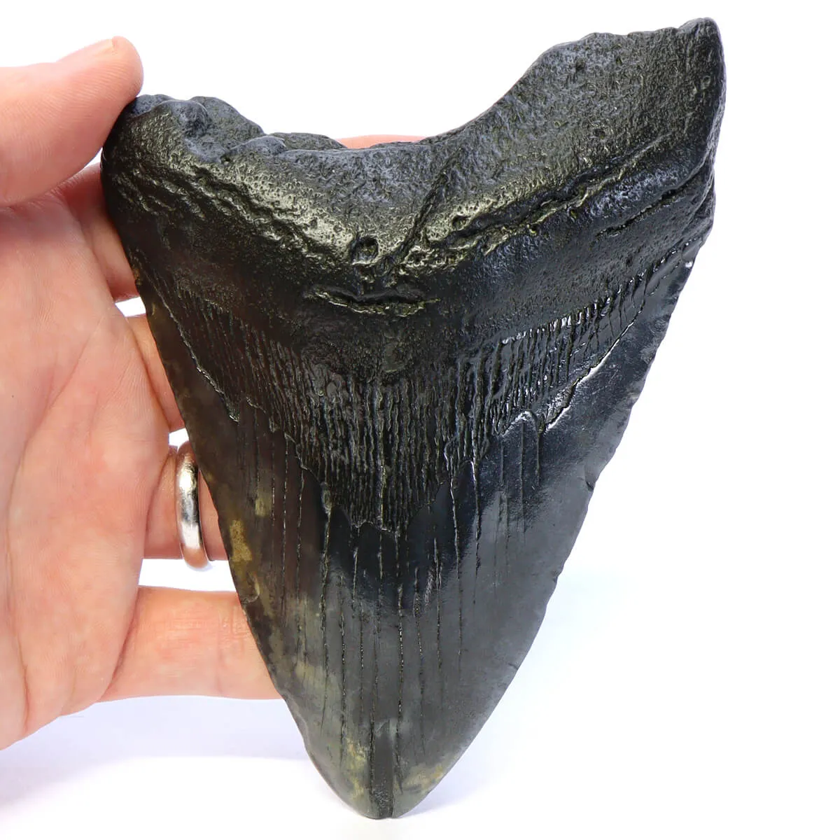 Dente di Megalodonte
