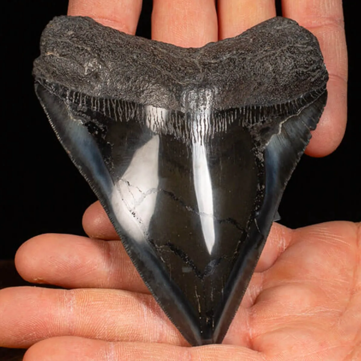 Dente di Megalodonte