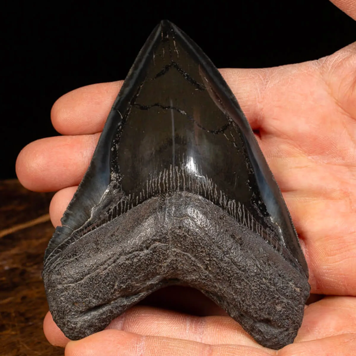 Dente di Megalodonte