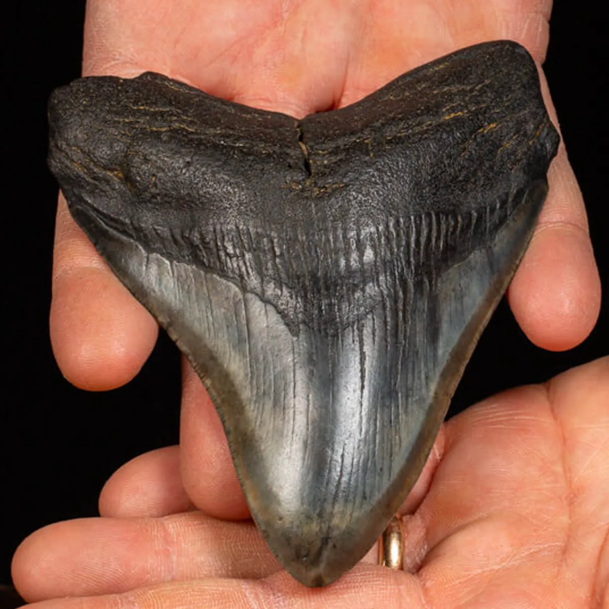 Dente di Megalodonte