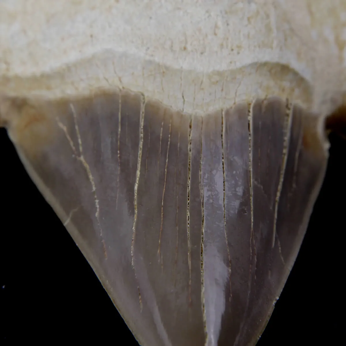 Dente di Squalo estinto - Otodus 