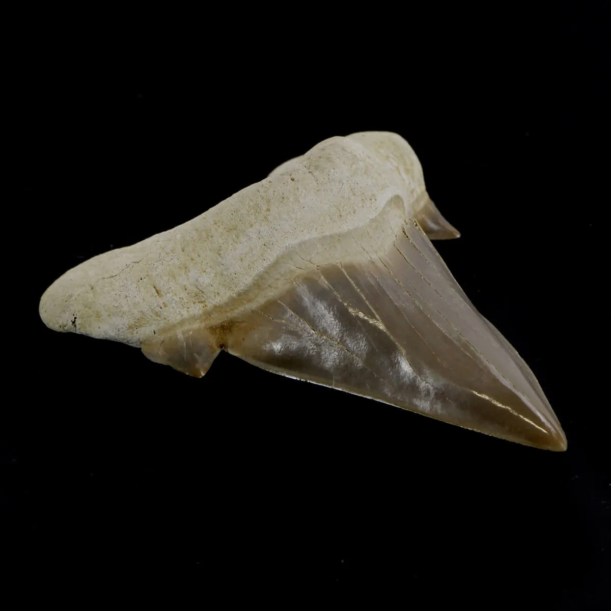 Dente di Squalo estinto - Otodus 