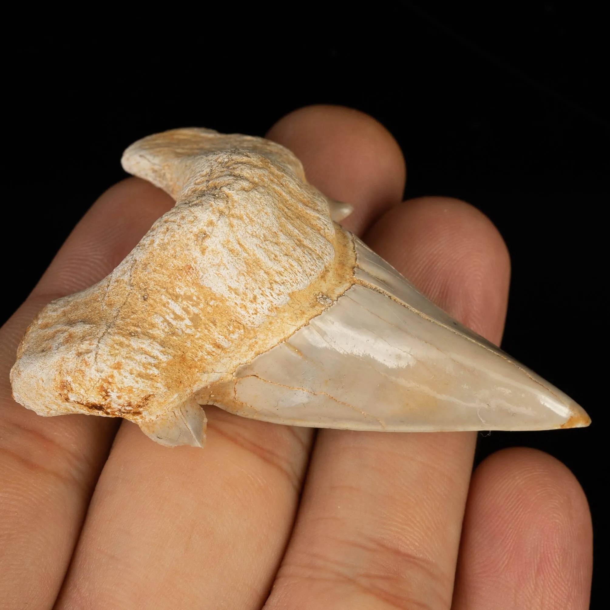 Dente di Squalo estinto - Otodus