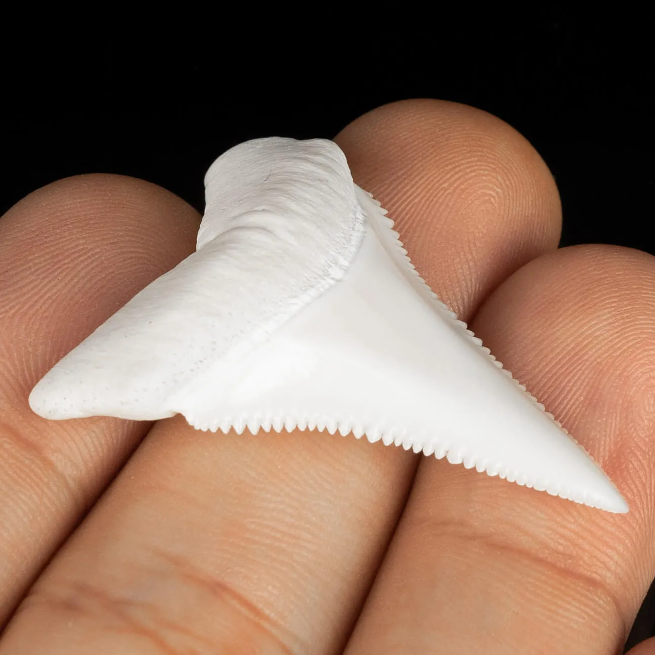Dente di Squalo Bianco