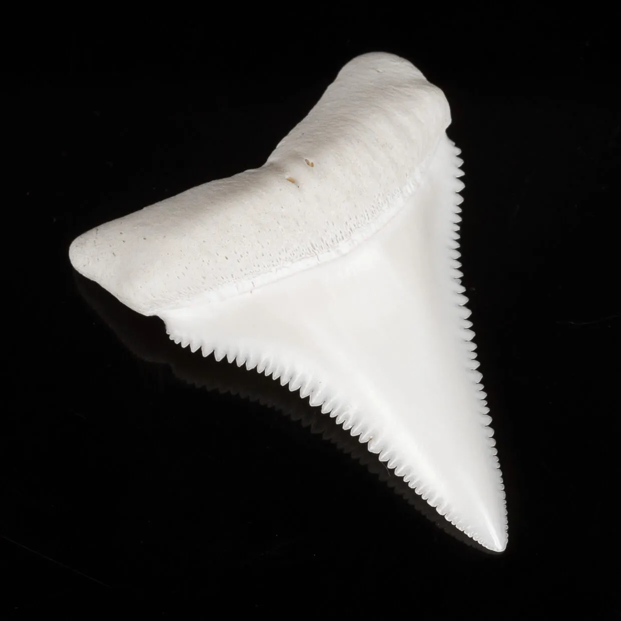 Dente di Squalo Bianco