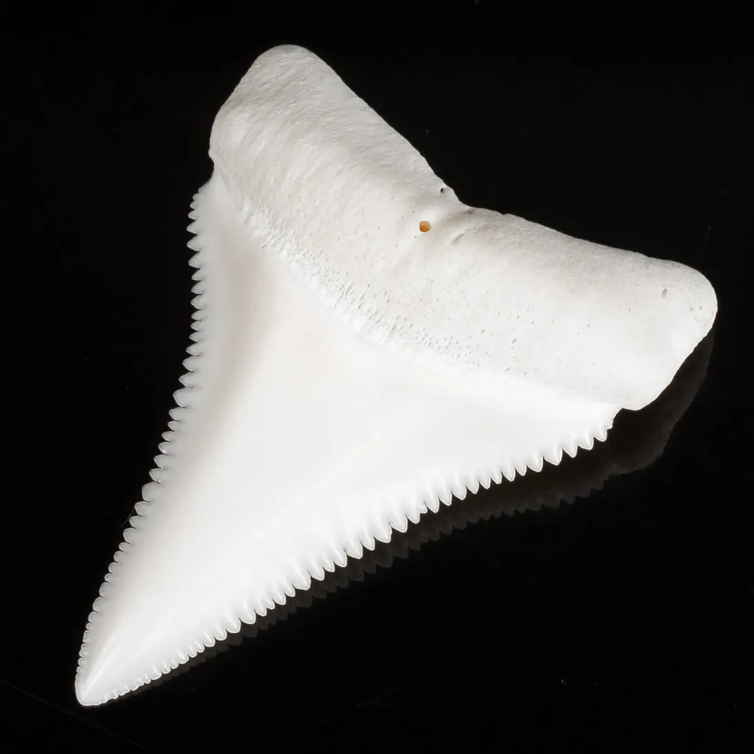 Dente di Squalo Bianco