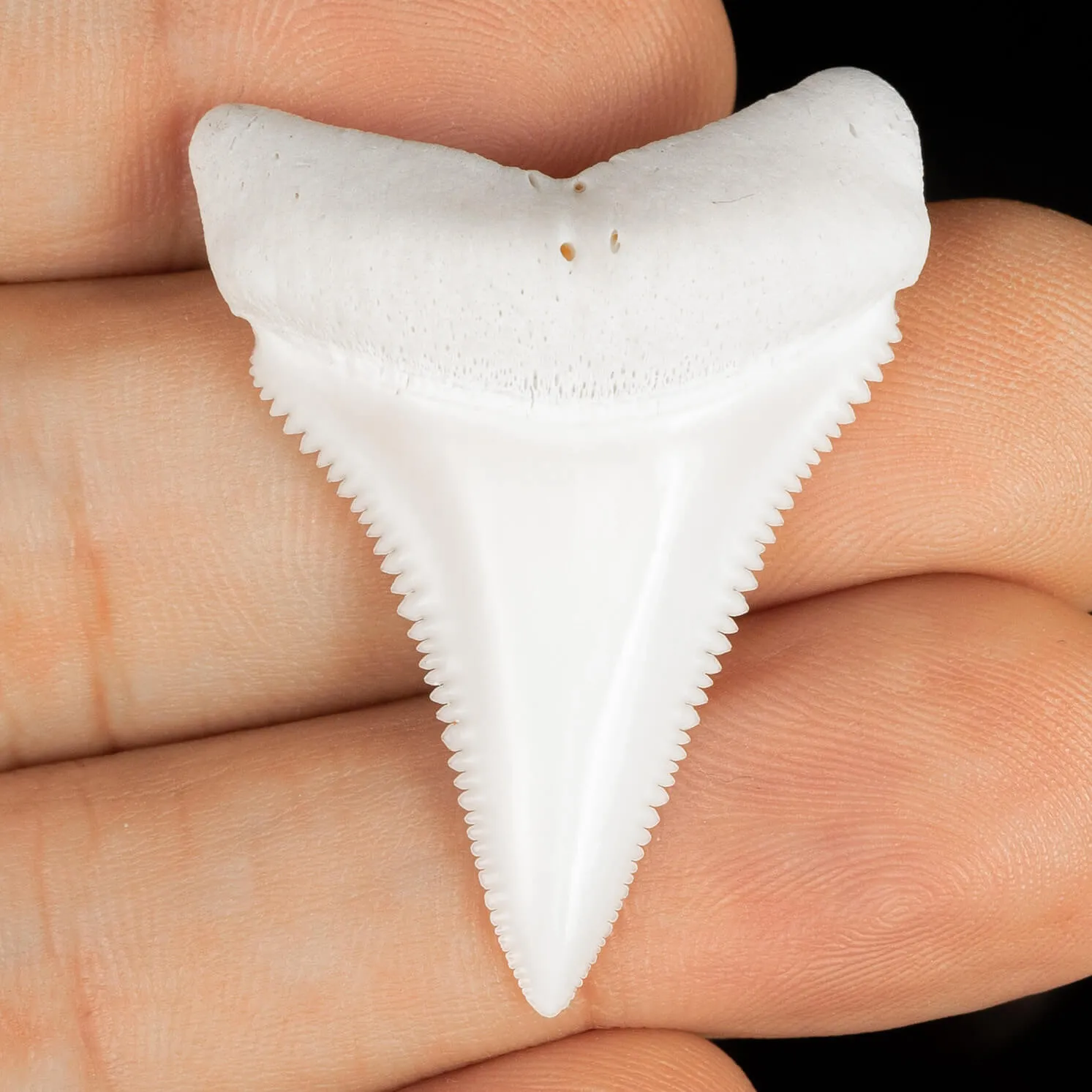 Dente di Squalo Bianco