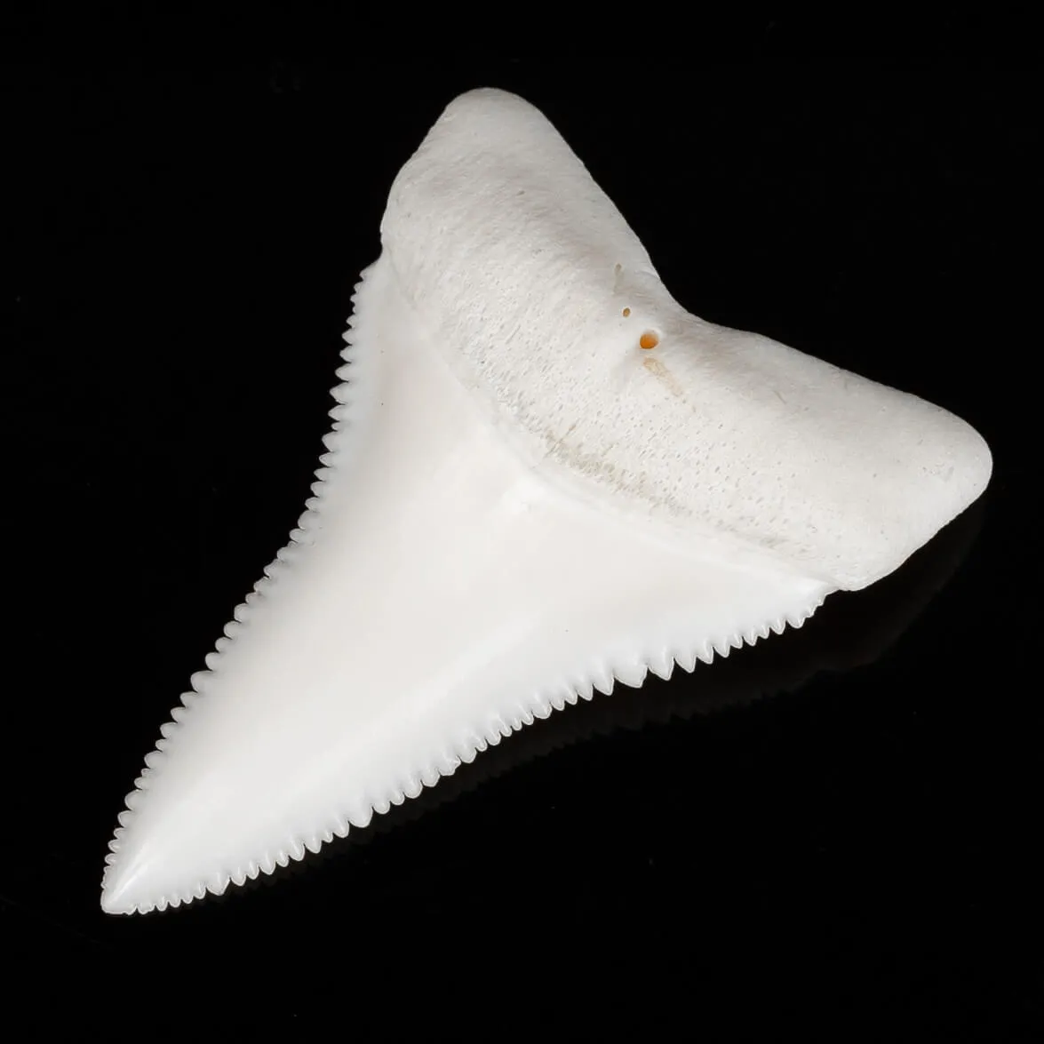 Dente di Squalo Bianco