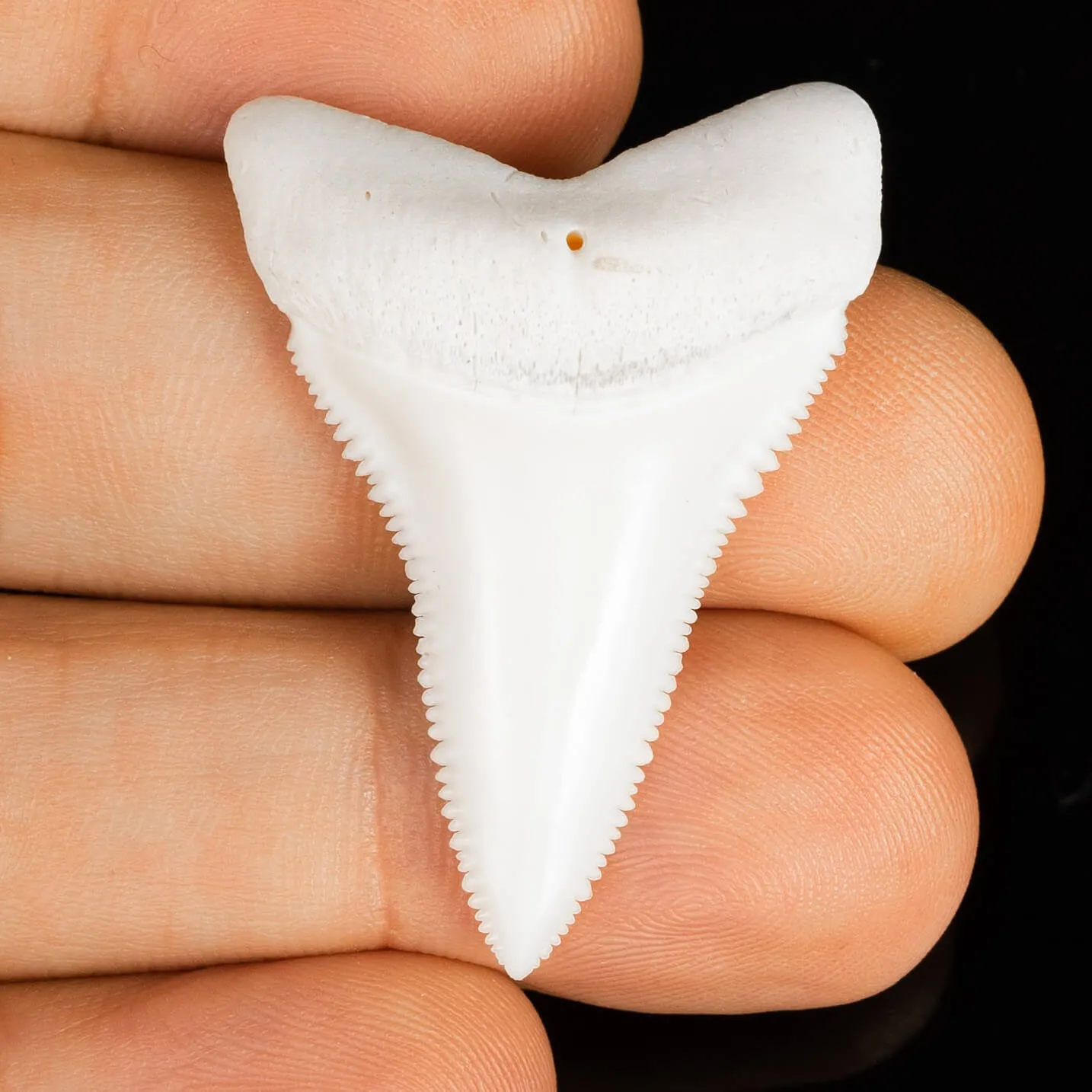 Dente di Squalo Bianco