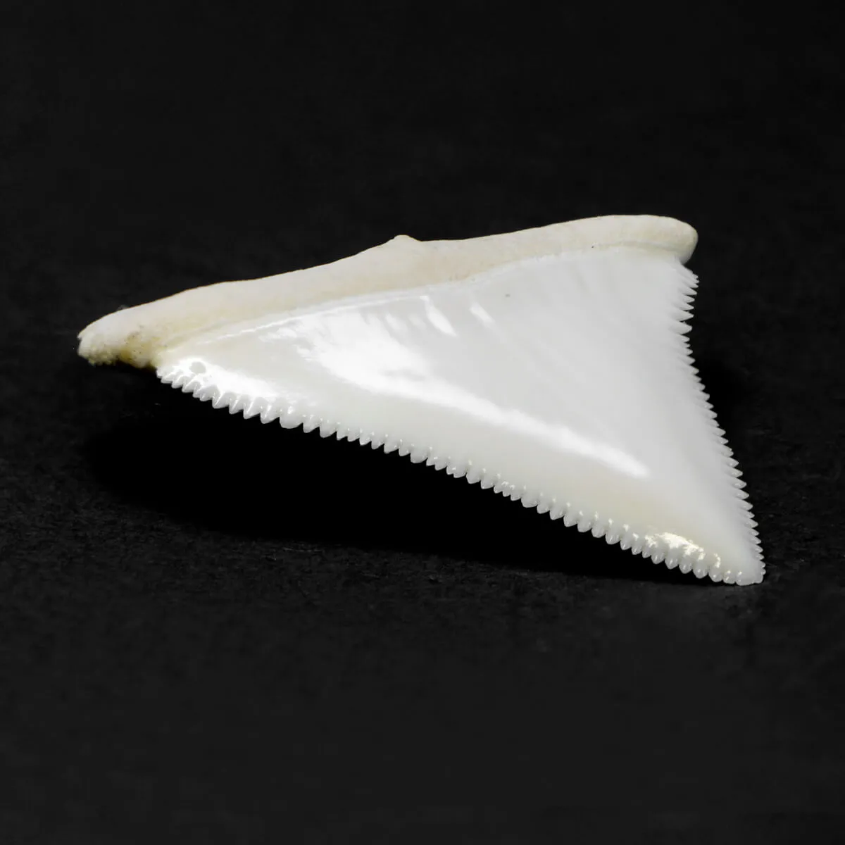 Dente di Squalo Bianco