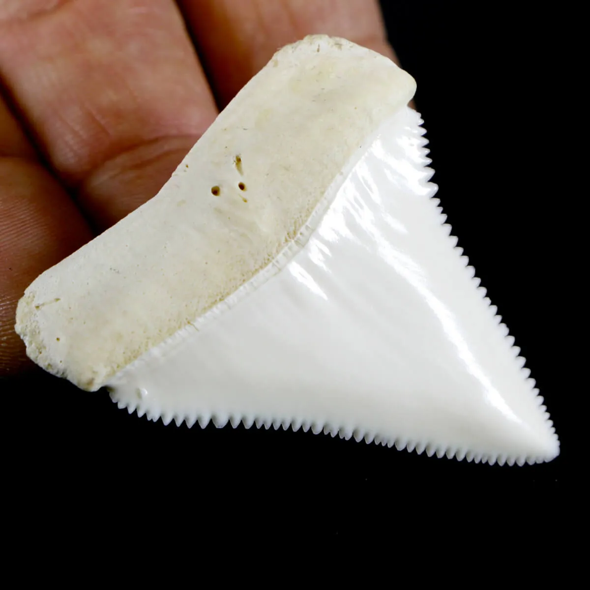Dente di Squalo Bianco