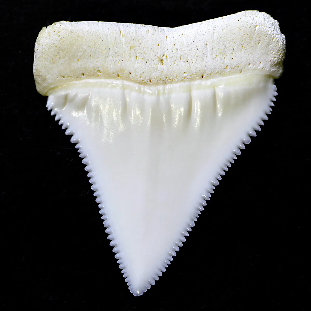 Dente di Squalo Bianco