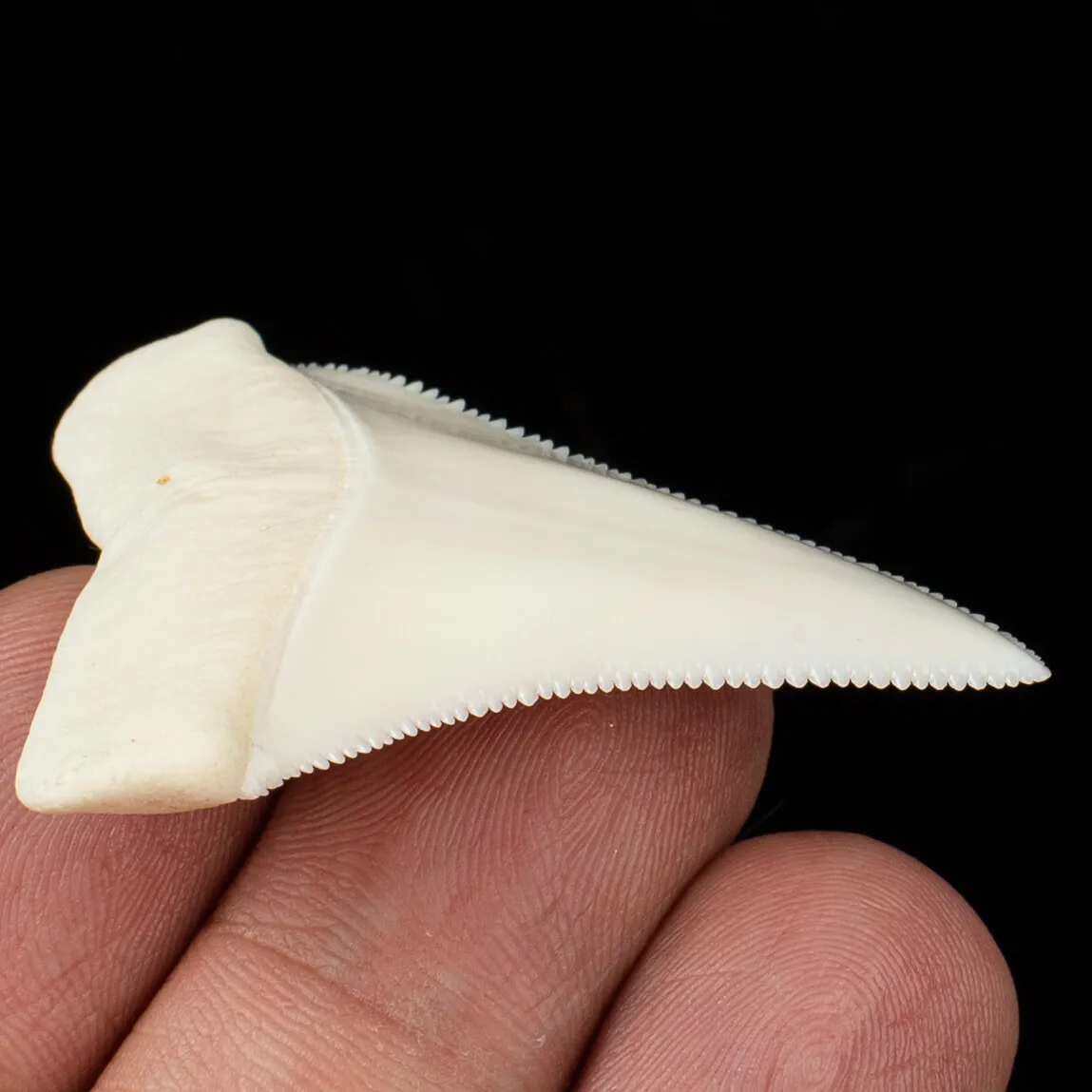 Eccezionale dente superiore destro del Grande Squalo Bianco