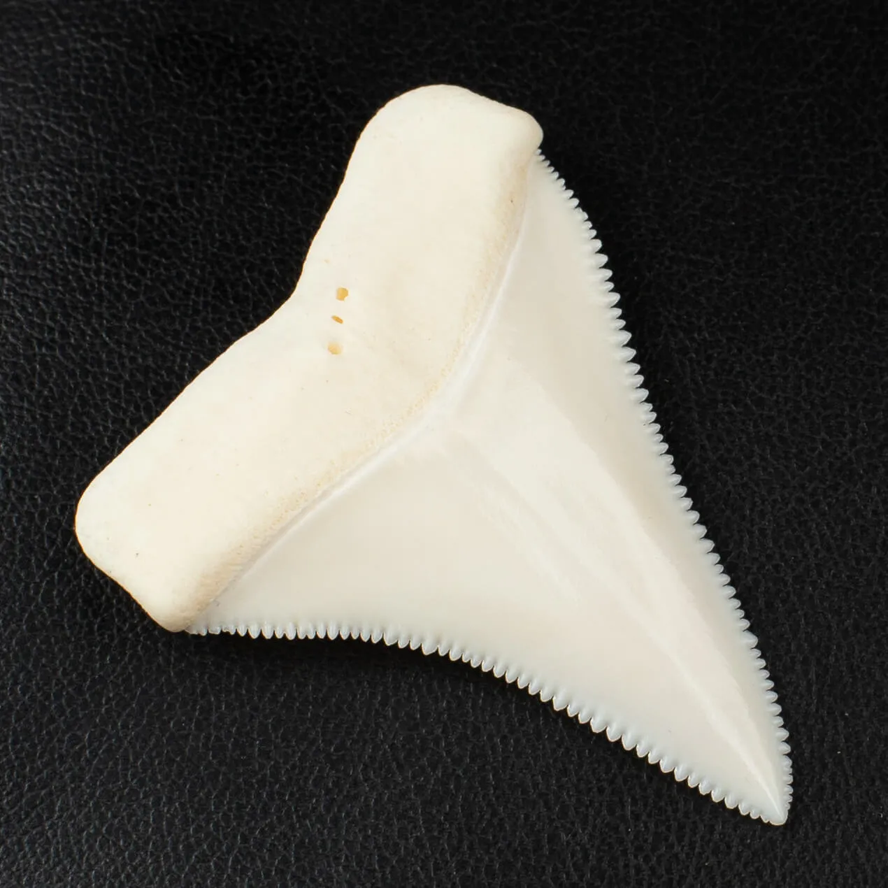 Eccezionale dente superiore destro del Grande Squalo Bianco