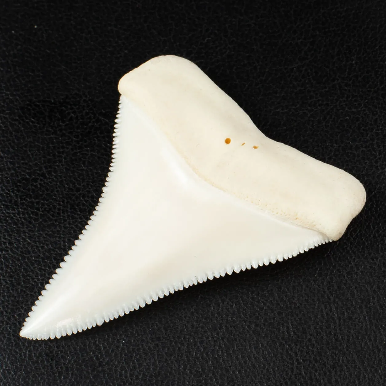 Eccezionale dente superiore destro del Grande Squalo Bianco