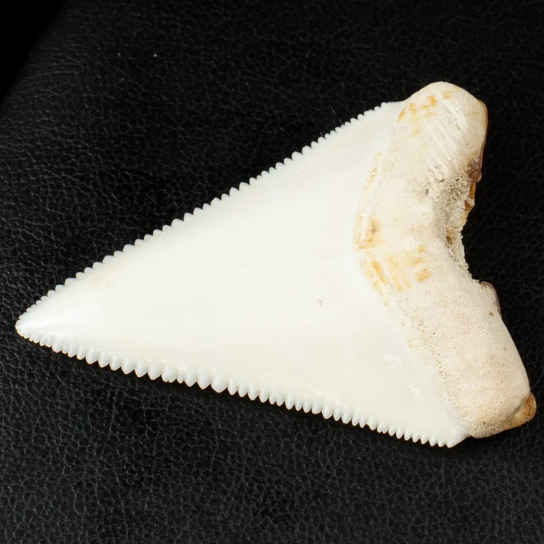 Dente di Squalo Bianco - Centrale Superiore.