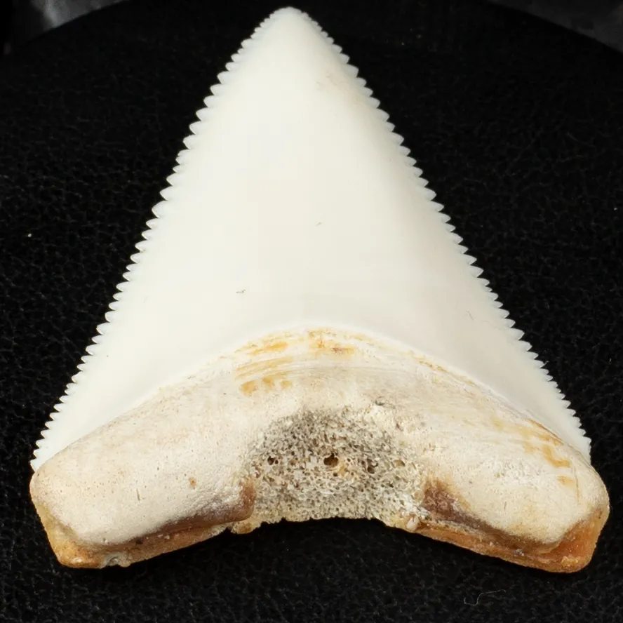 Dente di Squalo Bianco - Centrale Superiore.