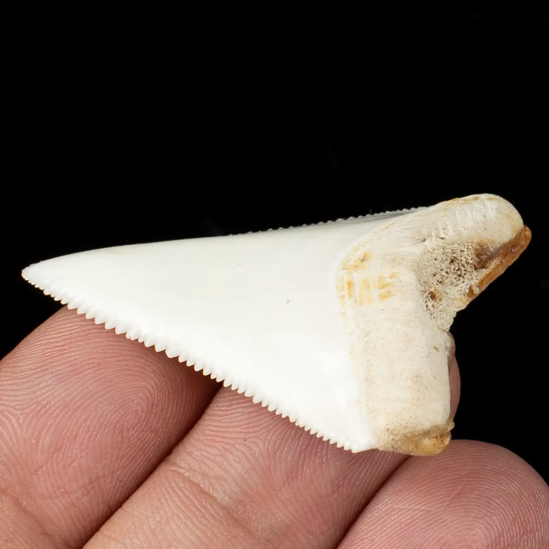 Dente di Squalo Bianco - Centrale Superiore.