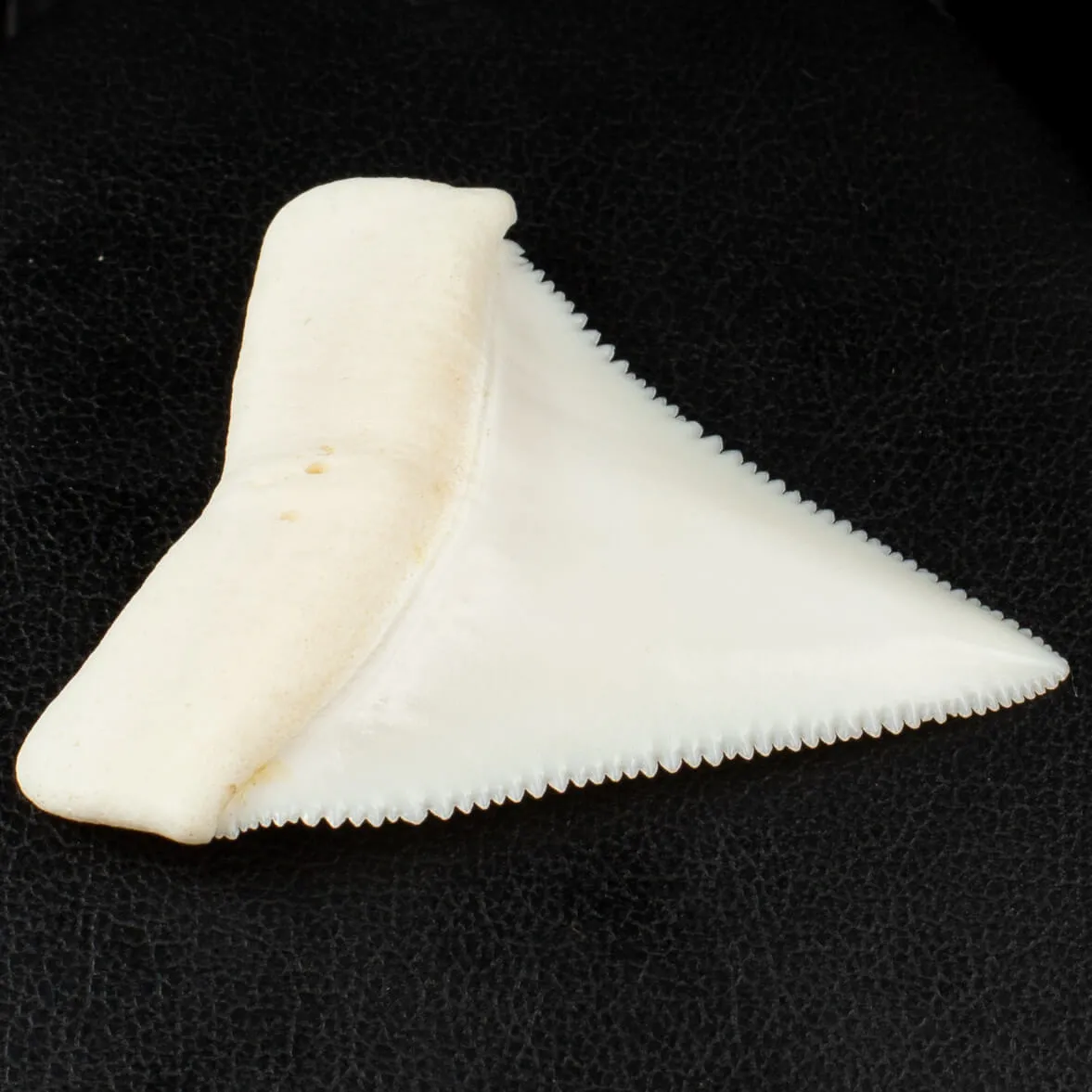 Dente di Squalo Bianco - Superiore Sinistro.