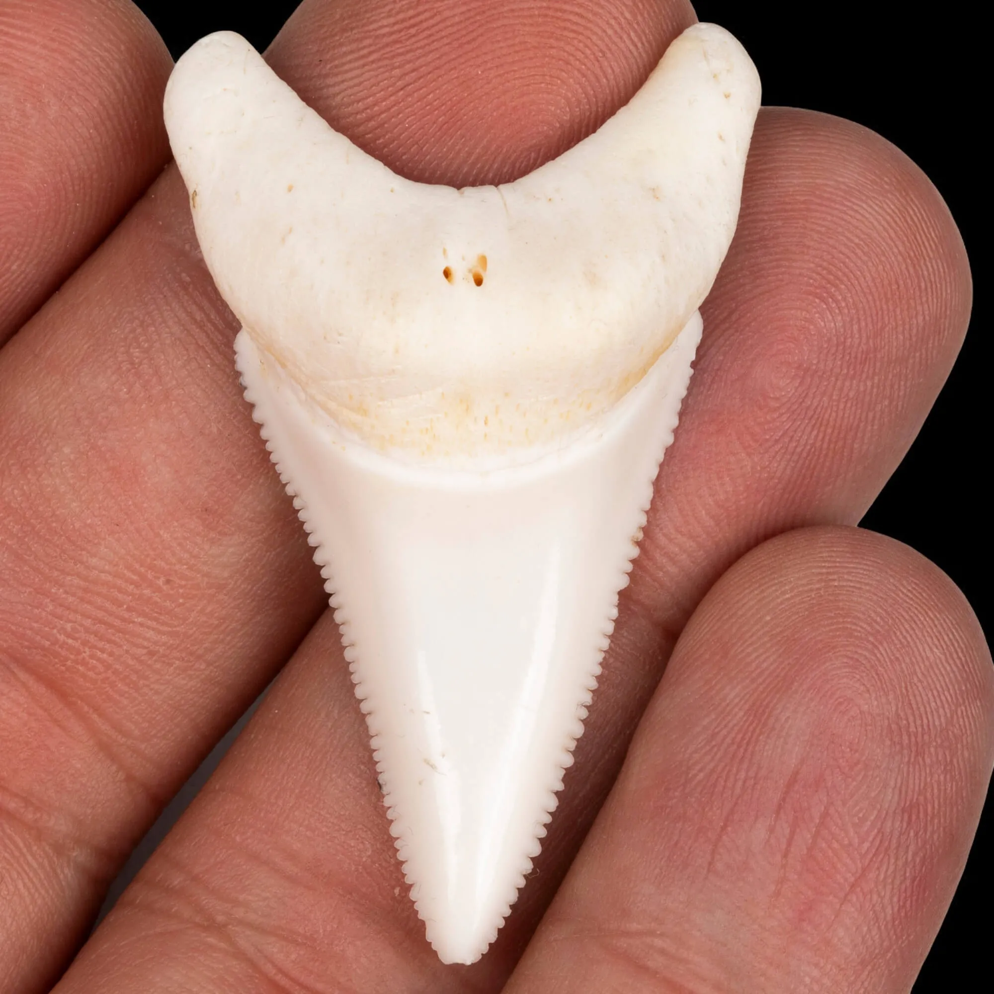 Dente laterale inferiore di Squalo Bianco.
