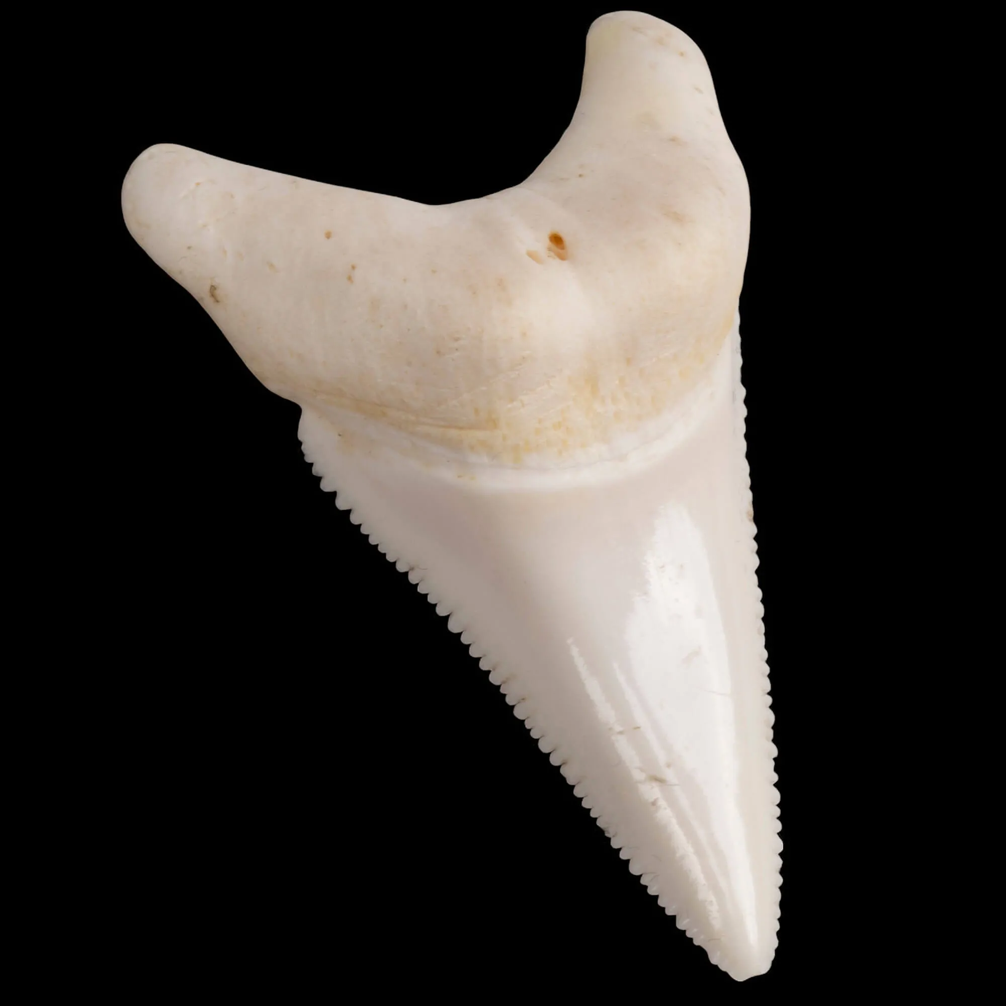 Dente laterale inferiore di Squalo Bianco.