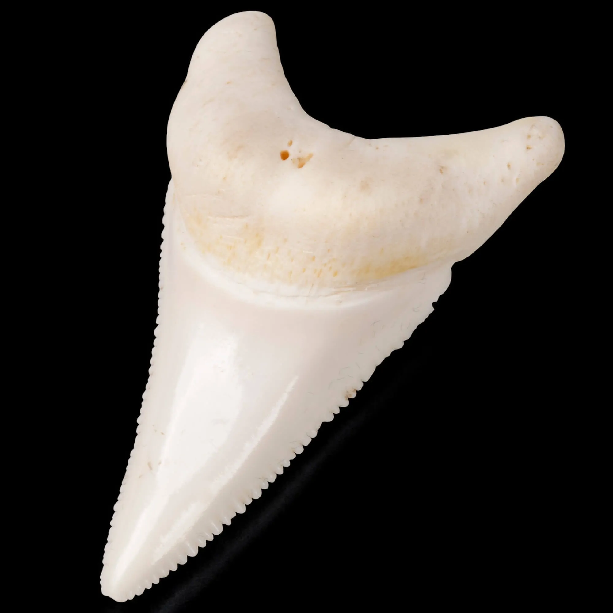 Dente laterale inferiore di Squalo Bianco.