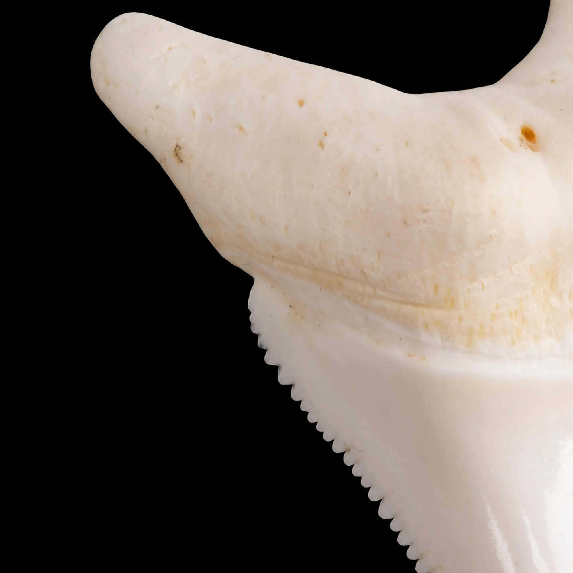 Dente laterale inferiore di Squalo Bianco.