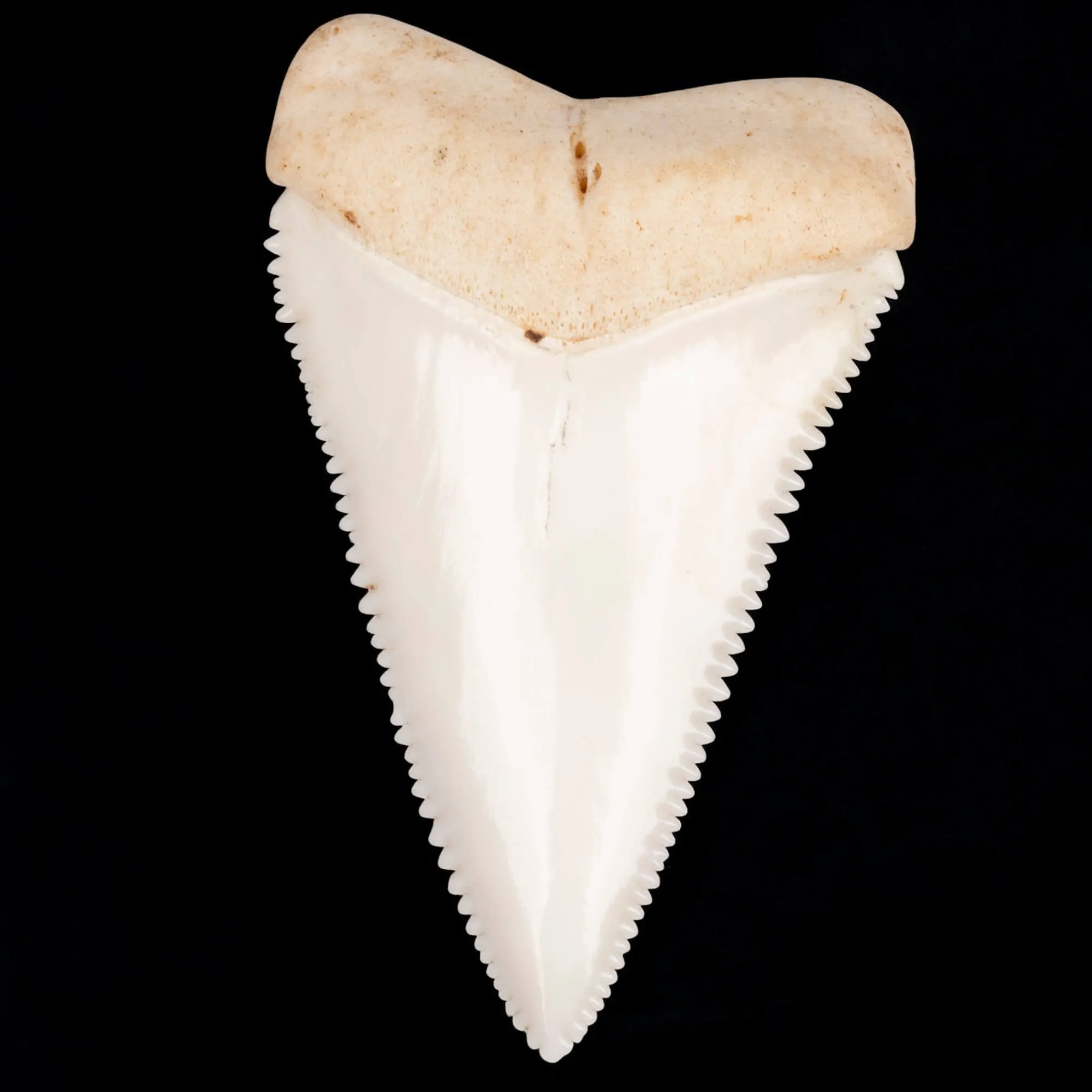 Dente anteriore laterale superiore di squalo bianco.