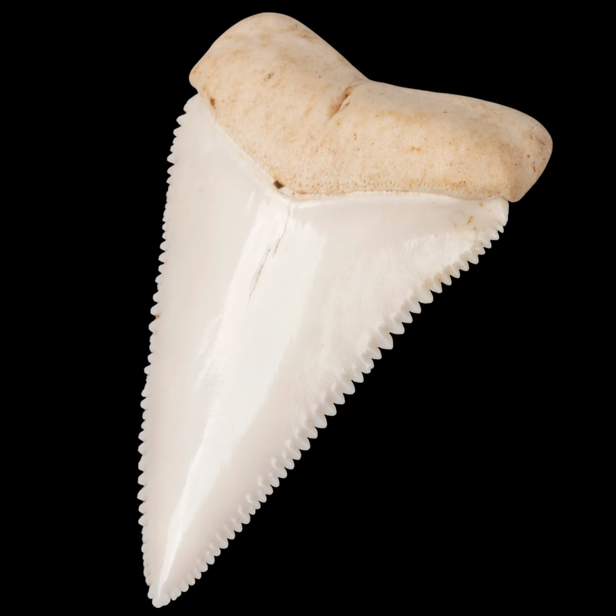 Dente anteriore laterale superiore di squalo bianco.