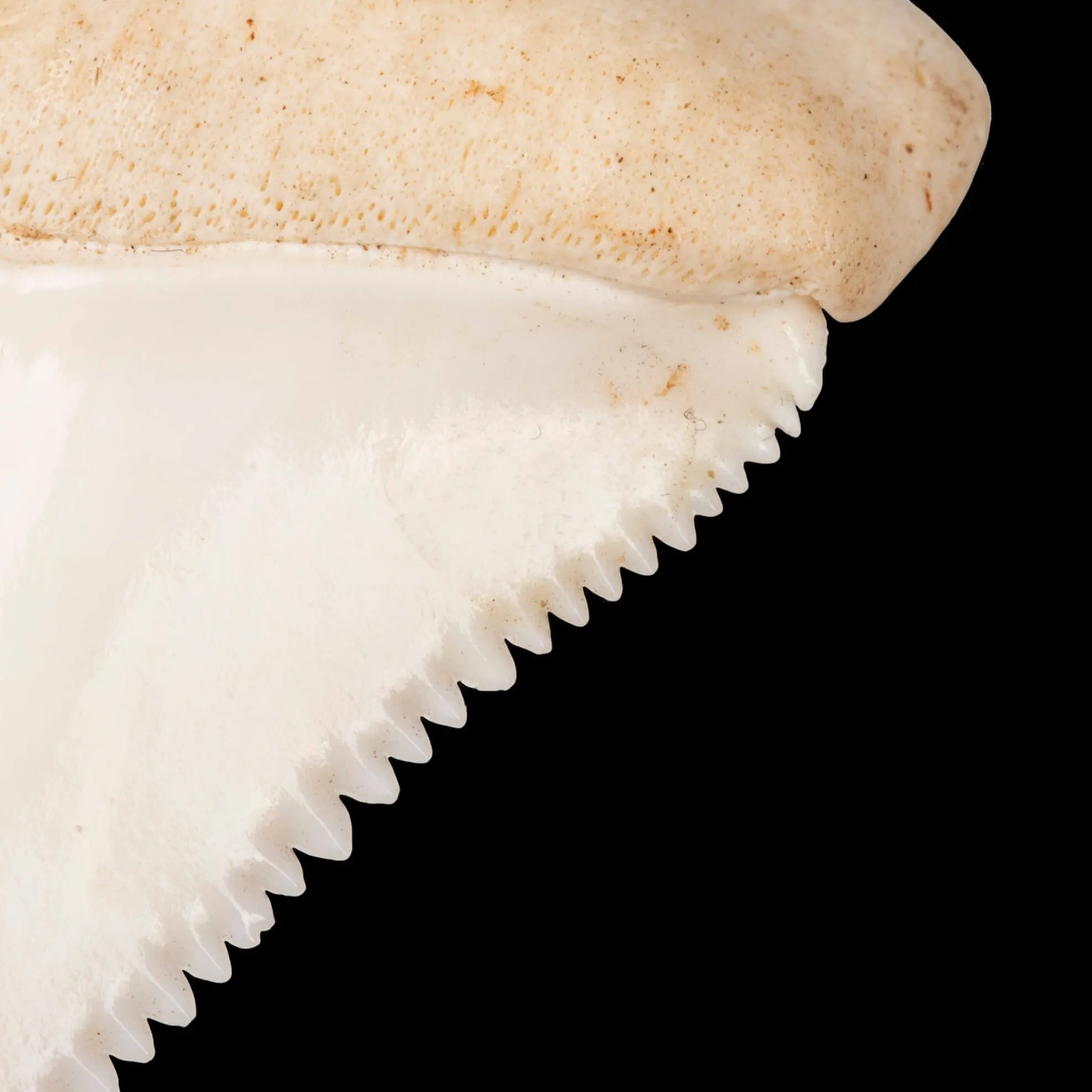 Dente anteriore laterale superiore di squalo bianco.