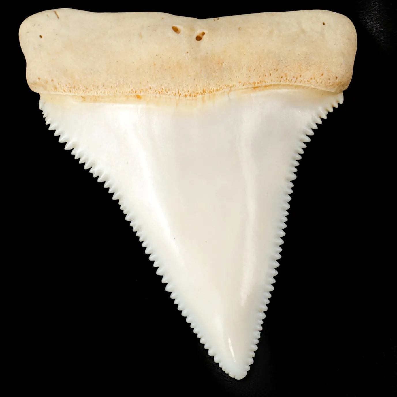Dente superiore posteriore sinistro di squalo bianco.
