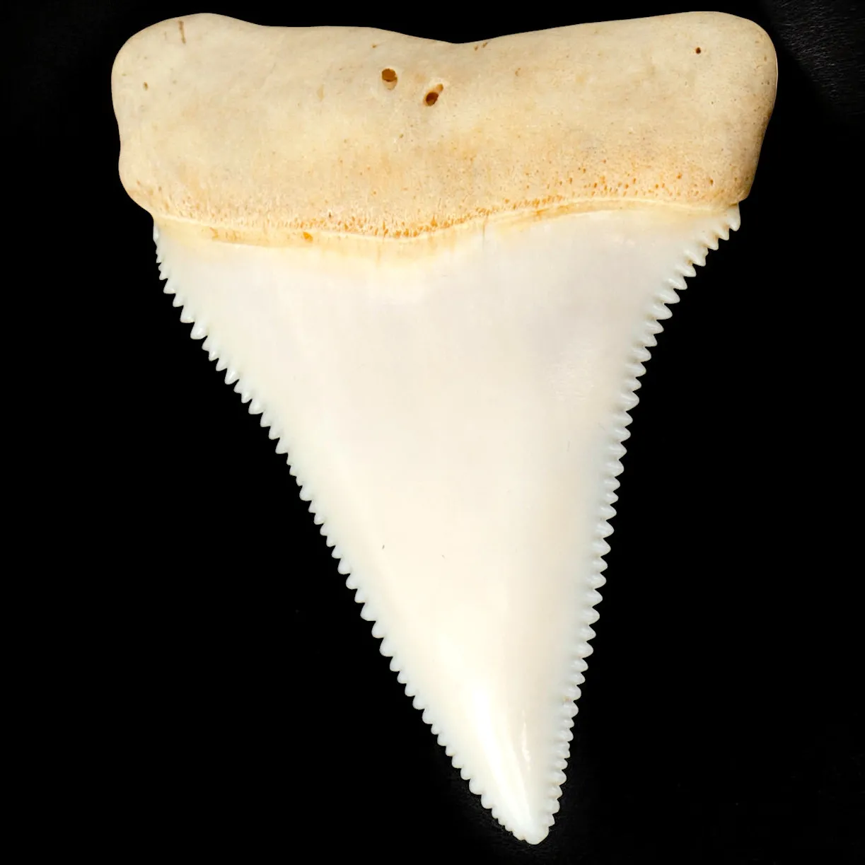 Dente superiore posteriore sinistro di squalo bianco.