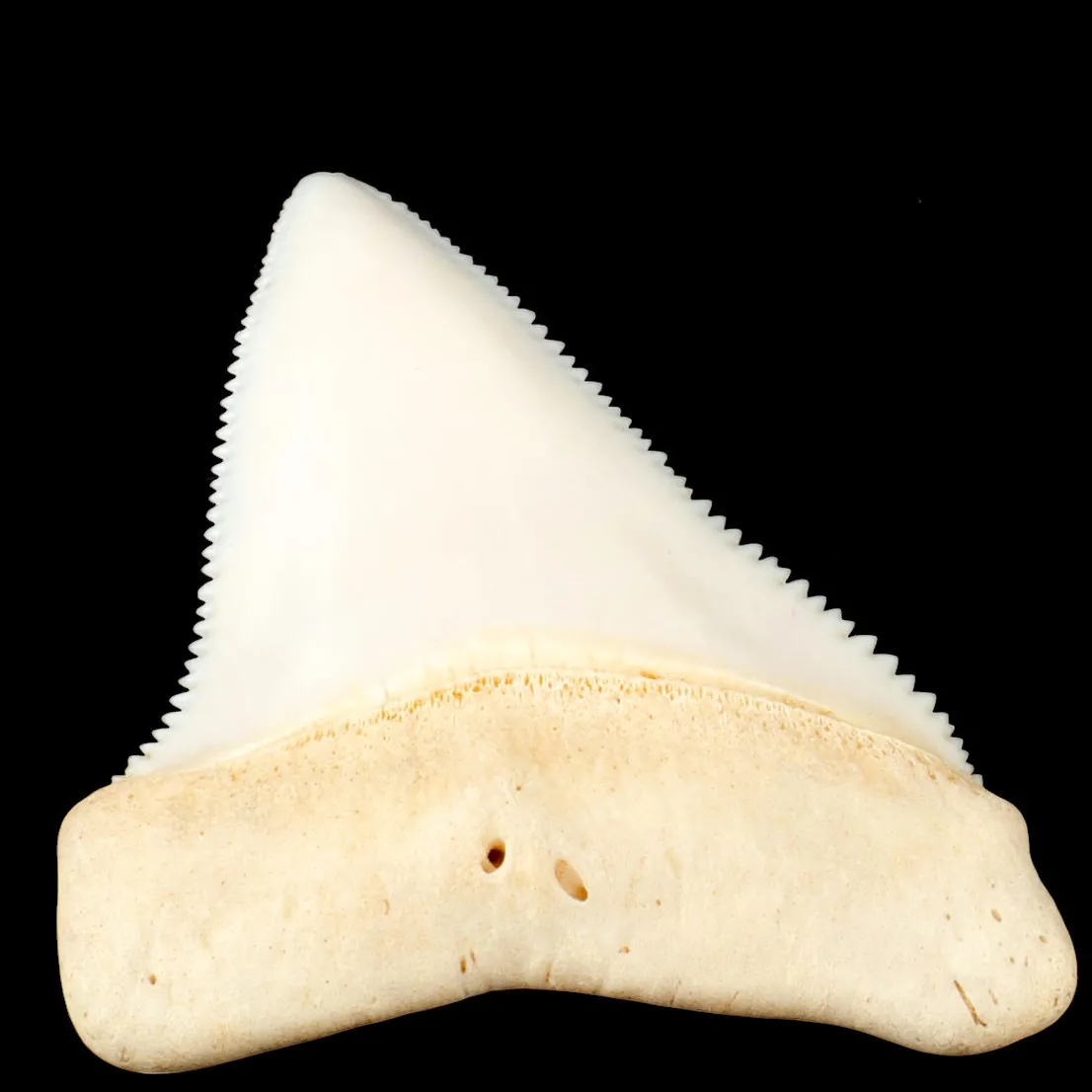 Dente superiore posteriore sinistro di squalo bianco.