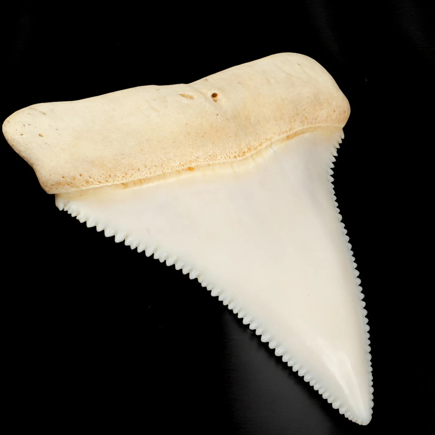 Dente superiore posteriore sinistro di squalo bianco.