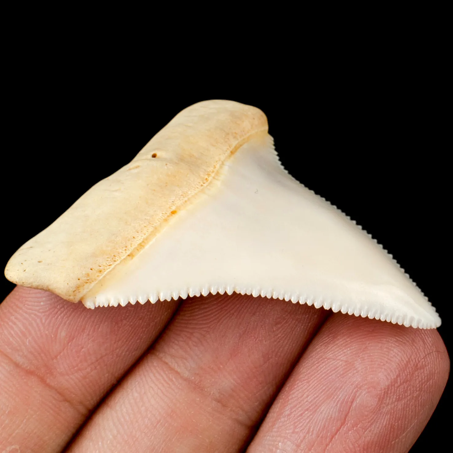 Dente superiore posteriore sinistro di squalo bianco.