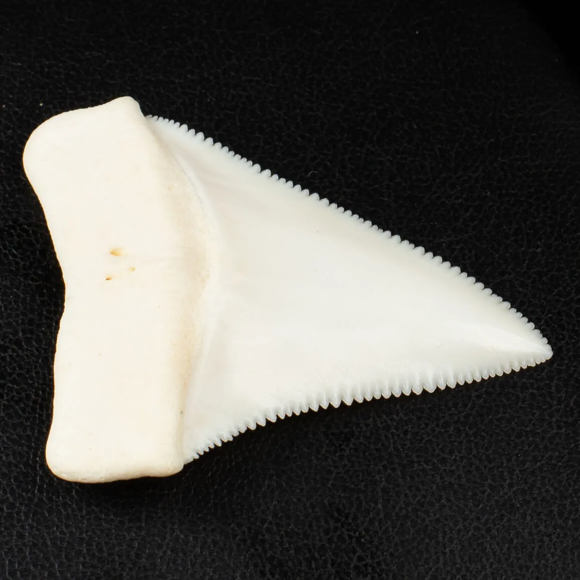 Carcharodon Carcharias: Il Fascino Eterno dello Squalo Bianco