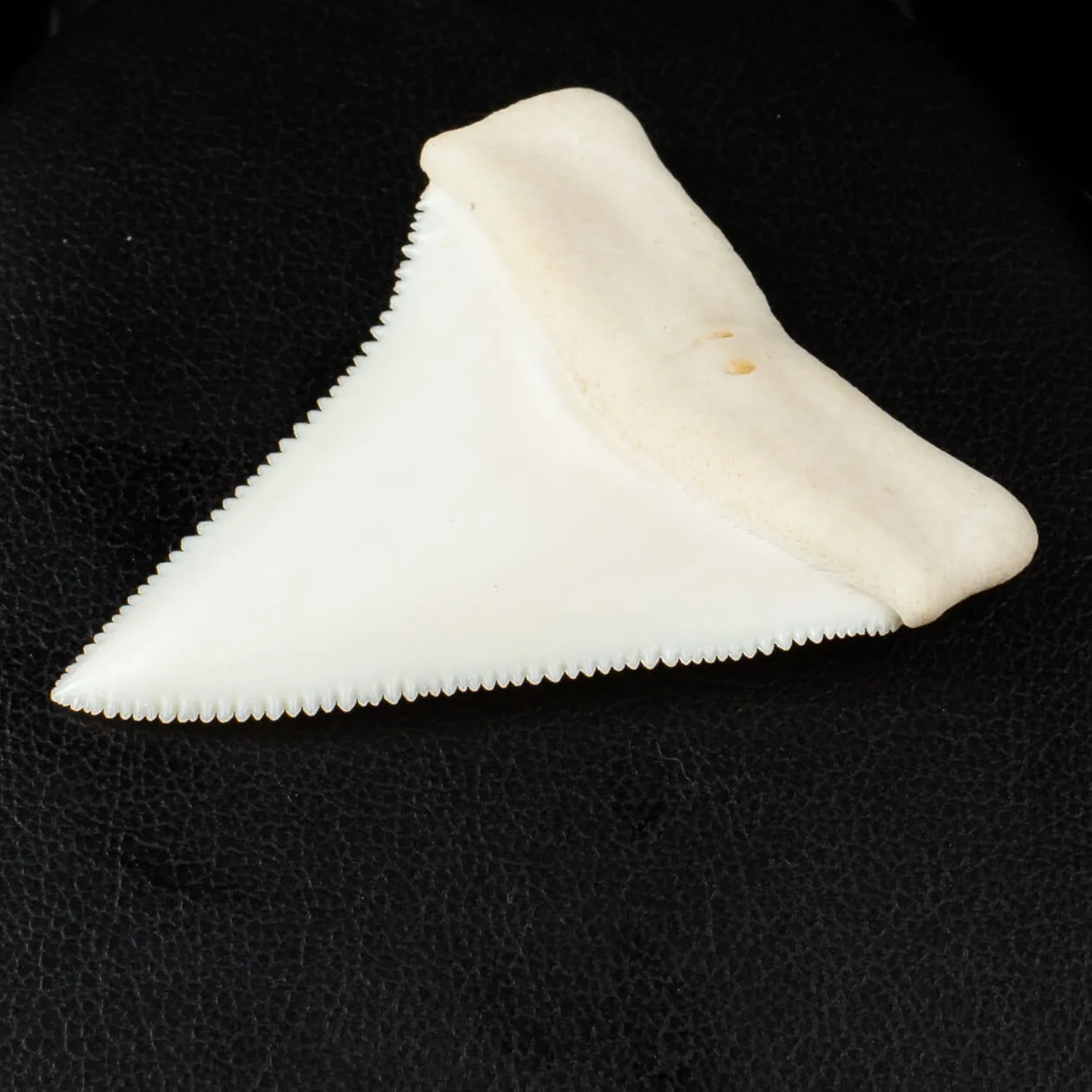 Carcharodon Carcharias: Il Fascino Eterno dello Squalo Bianco